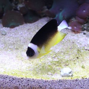 Abe's Angelfish