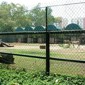 Zebra and Antelope Paddock at Saigon Zoo, 16/03/12