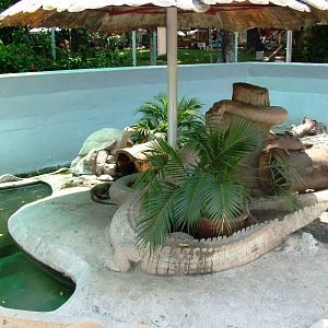 Otter Exhibit at Saigon Zoo, 16/03/12