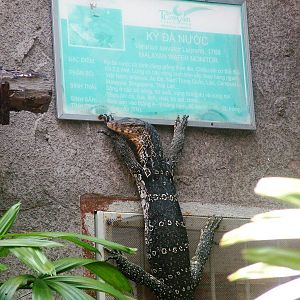 Malayan Water Monitor Clings On at Saigon Zoo, 16/03/12
