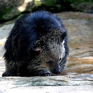 Binturong at Saigon Zoo, 16/03/12
