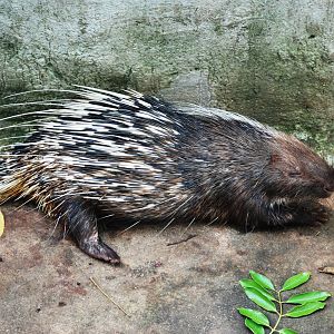 Malayan Porcupine at Saigon Zoo, 16/03/12