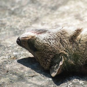 Small Indian Civet at Saigon Zoo, 16/03/12