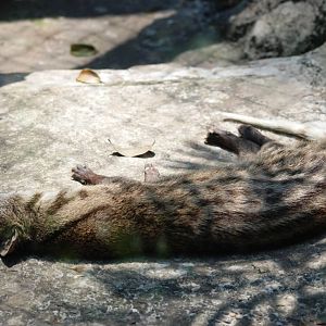 Small Indian Civet at Saigon Zoo, 16/03/12