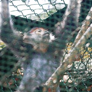 Red-shanked Douc Langur at Saigon Zoo, 16/03/12