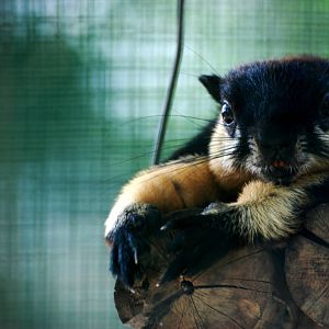 Condao Black Giant Squirrel at Saigon Zoo, 16/03/12