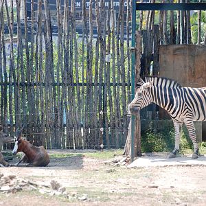 Zebra and Antelope at Saigon Zoo, 16/03/12