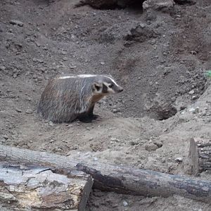 Badger