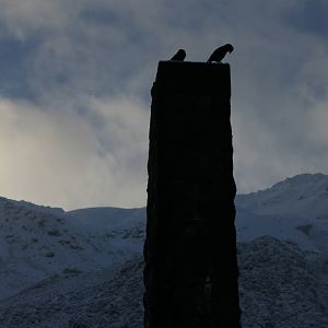 Kea (Nestor notabilis)