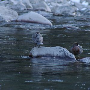Blue Duck (Hymenolaimus malacorhynchos)