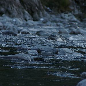 Blue Duck (Hymenolaimus malacorhynchos)