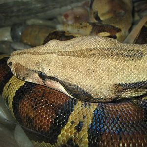 Boa Constrictor