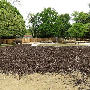 Indian Rhinoceros Enclosure