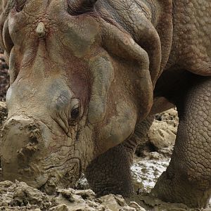 Indian Rhinoceros