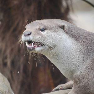 Smooth-coated otter
