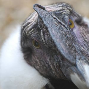 Andean condor close-up