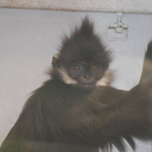 New Francois' langur