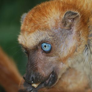 Blue-eyed black lemur