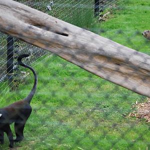 L'Hoest's guenon and rock hyrax