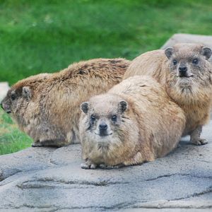 Syrian rock hyrax bundle