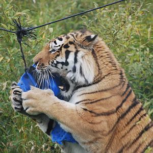 Amur tiger attacking a barrel