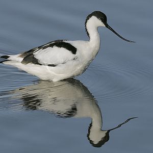 Avocet in iconic pose