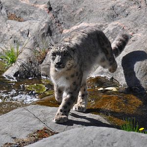 Snowleopard passing a small brook