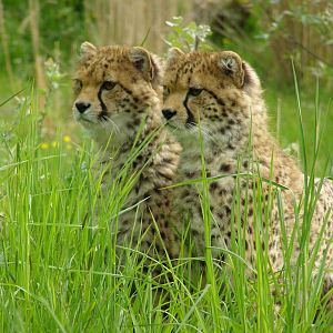 Young Cheetah boys..