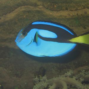 Blue Tang (or Pallette Tang)
