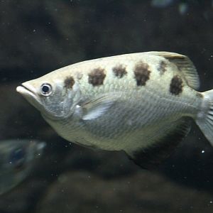 Archerfish