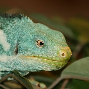 Fiji Crested Iguana