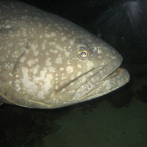 Queensland Grouper