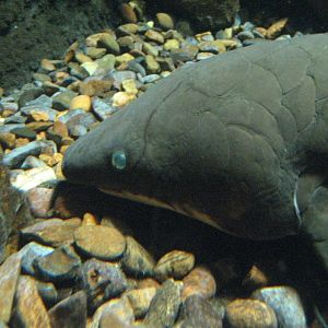 Lungfish