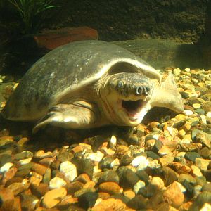 Pignose Turtle