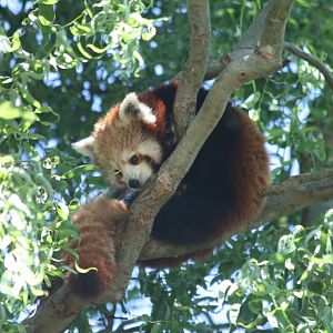 Red Panda