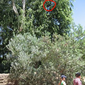 Red Panda in tree (circled)