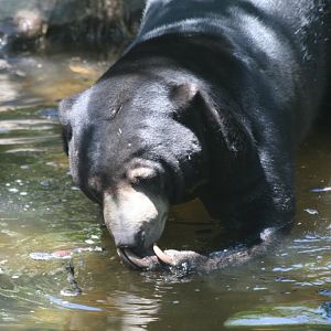 Sun Bear