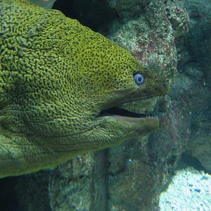 Green Moray