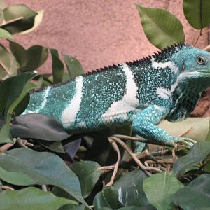 Fiji Crested Iguana