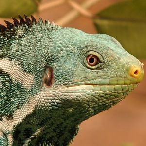 Fiji Crested Iguana