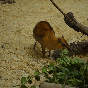 Larger Malayan Chevrotain