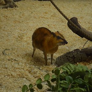 Larger Malayan Chevrotain