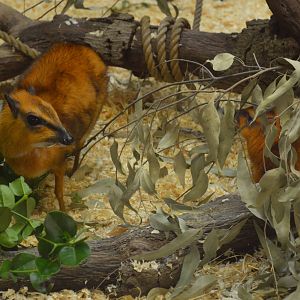 Larger Malayan Chevrotains