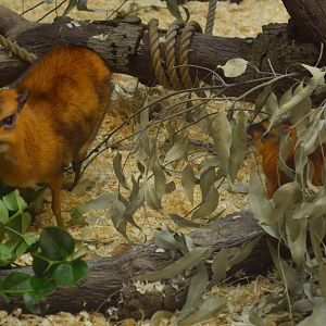 Larger Malayan Chevrotains