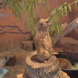 Meerkat