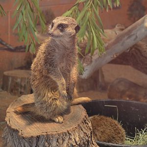 Meerkat