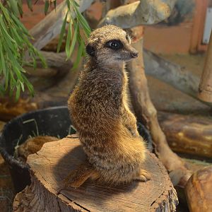 Meerkat