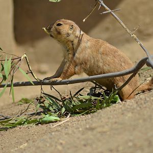 Prairie Dog
