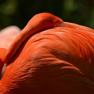 Caribbean Flamingo