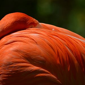 Caribbean Flamingo